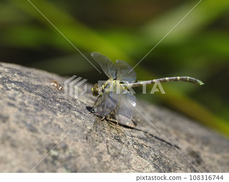 Ogylosaniae Ogylosaniae 108316744
