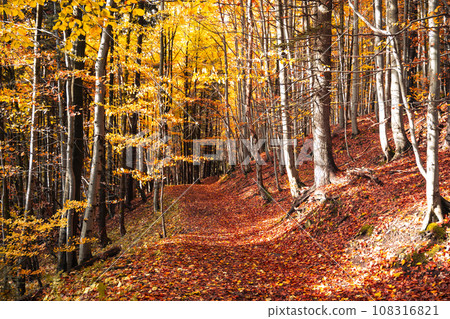 Forest hiking trail covered with colorful foliage from autumn deciduous trees 108316821