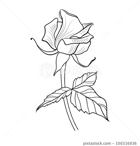 Vector Linear Illustration of Flower on White Background Vector Linear Illustration of Flower on White Background 108316836
