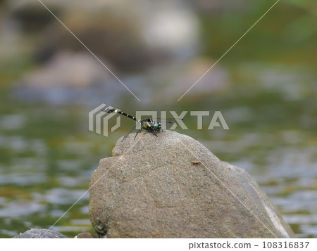 Onagasanae Onagasanae 108316837