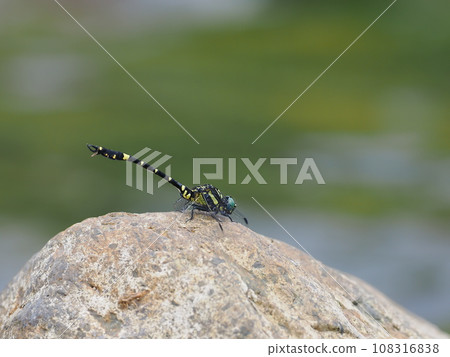 Onagasanae Onagasanae 108316838