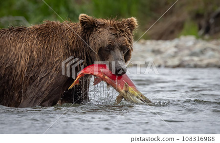 Brown Bear Fishing for Sockeye Salmon in Alaksa  108316988