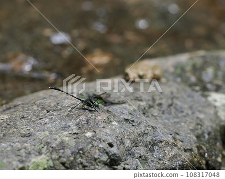 Himesanae Himesanae 108317048
