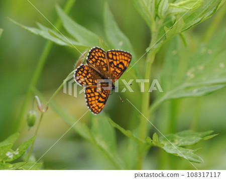 Fusarium montana Fusarium montana 108317117