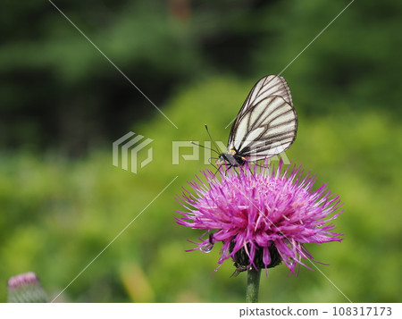 Miyama Shiro Miyama Shiro 108317173