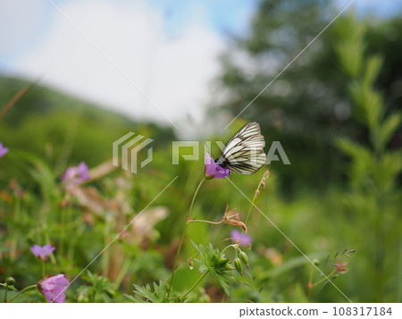 Miyama Shiro 108317184