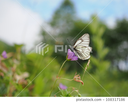 Miyama Shiro 108317186