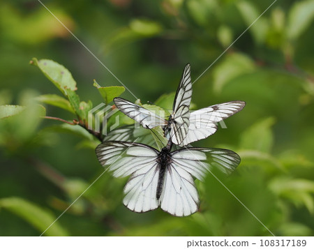 Miyama Shiro 108317189