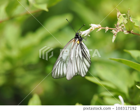 Miyama Shiro 108317192