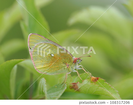 Miyama Monchigo Miyama Monchigo 108317206