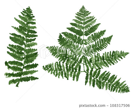 Isolated ferns leaves on white background 108317506
