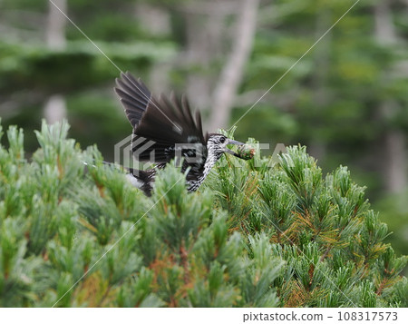 星鴉 星鴉 108317573