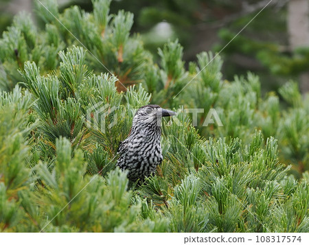 Hoshigarasu Hoshigarasu 108317574