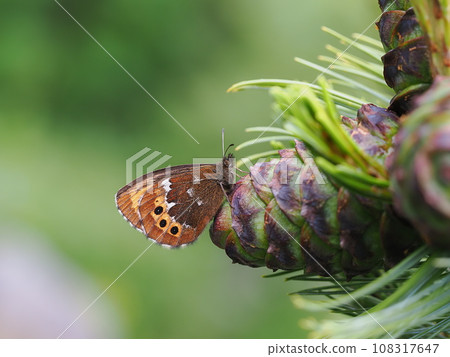 Arran brown 108317647