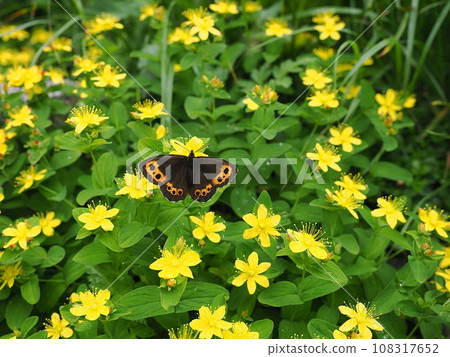 雅蘭棕 雅蘭棕 108317652