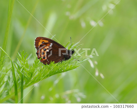 Arran brown 108317660