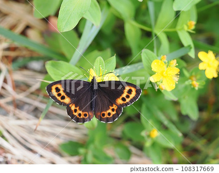 Arran brown 108317669