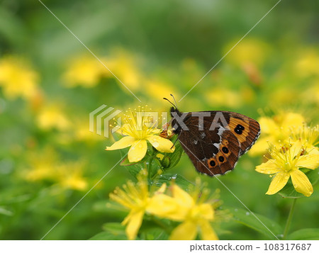 Arran brown 108317687