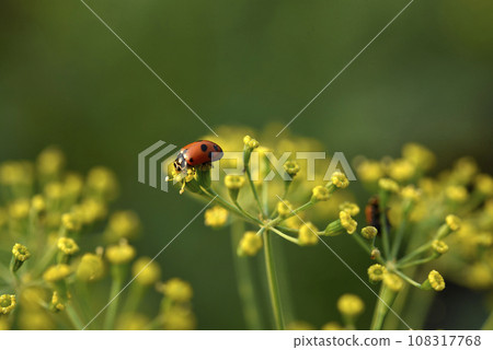 Ladybugs on yellow flowers in the garden in summer. Coccinellinae Latreille. 108317768