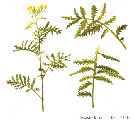Hand drawn plants on white background 108317806