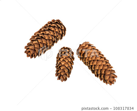 Cone  of  spruce  (fir, pine) 108317834