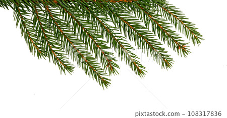 Fir tree branch with cone on white 108317836