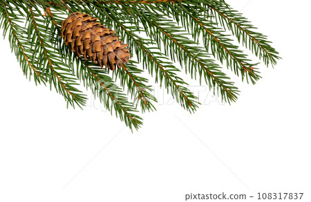 Fir tree branch with cone on white Fir tree branch with cone on white 108317837