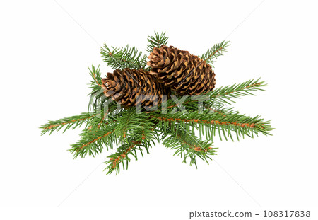 Fir tree branch with cone on white Fir tree branch with cone on white 108317838