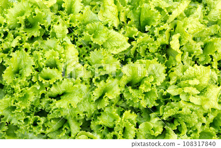 Green leaf lettuce texture Green leaf lettuce texture 108317840