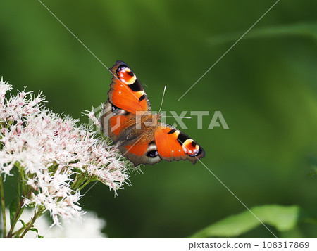Peacock butterfly 108317869