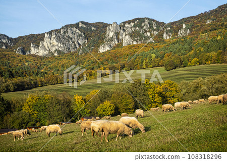 Flock of sheep, Sulov rocks, Slovakia Flock of sheep, Sulov rocks, Slovakia 108318296