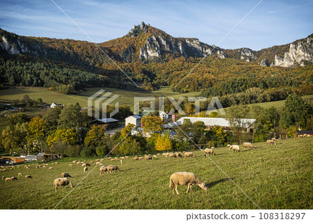 Flock of sheep, Sulov rocks, Slovakia Flock of sheep, Sulov rocks, Slovakia 108318297