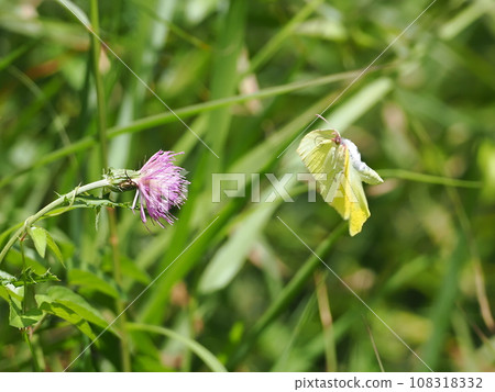 Yamakichou 108318332