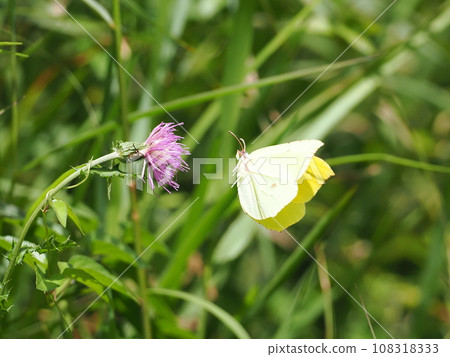 Yamakichou 108318333