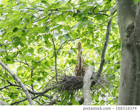 Mizogoi Mizogoi 108318374