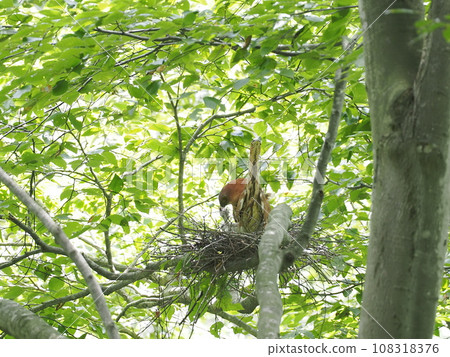 Mizogoi Mizogoi 108318376