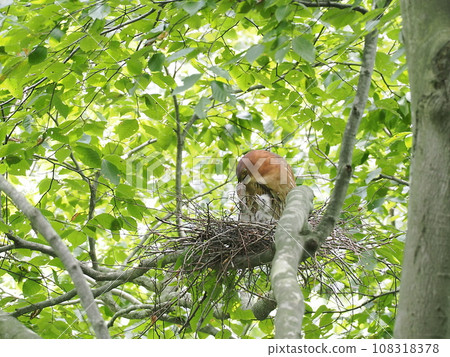 Mizogoi Mizogoi 108318378