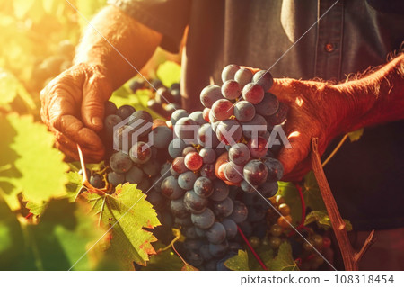 Farmer holds freshly picked ripe juicy grape in his hands 108318454