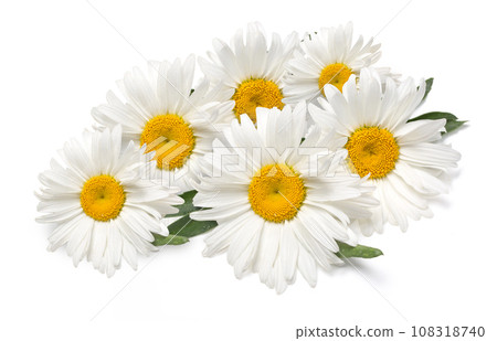 Beautiful chamomile flowers 108318740