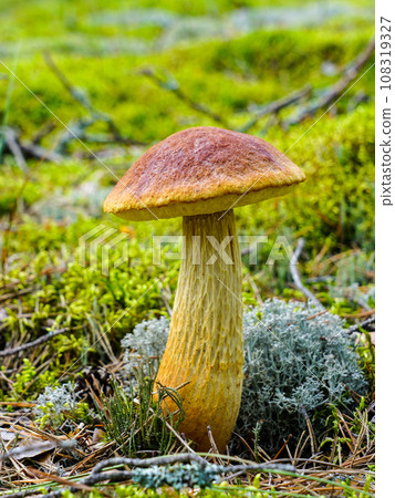 Edible mushroom Bolete fungus Aureoboletus projectellus growing in the forest 108319327