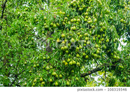 Branches of a large pear tree with many still green fruits, abundant fruit yield Branches of a large pear tree with many still green fruits, abundant fruit yield 108319346