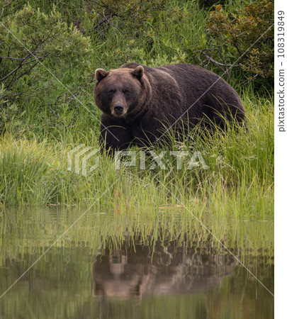 Brown Bear Fishing for Sockeye Salmon in Alaksa Brown Bear Fishing for Sockeye Salmon in Alaksa 108319849