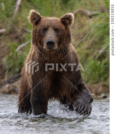 Brown Bear Fishing for Sockeye Salmon in Alaksa Brown Bear Fishing for Sockeye Salmon in Alaksa 108319858