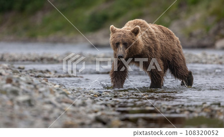 Brown Bear Fishing for Sockeye Salmon in Alaksa  108320052