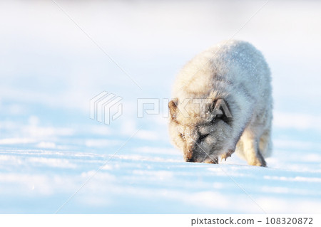 Polar fox in habitat, winter landscape, Svalbard, Norway. Beautiful animal sniffing in snow. Vulpes lagopus Polar fox in habitat, winter landscape, Svalbard, Norway. Beautiful animal sniffing in snow. Vulpes lagopus 108320872