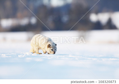 Polar fox in habitat, winter landscape, Svalbard, Norway. Beautiful animal sniffing  in snow.  Vulpes lagopus 108320873