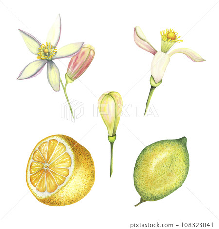 Watercolor lemon and lime set with fruit, bud and flower. Hand painted cut yellow fruits and pink flowers isolated on white background. Illustration for design, print, fabric, decor Watercolor lemon and lime set with fruit, bud and flower. Hand painted cut yellow fruits and pink flowers isolated on white background. Illustration for design, print, fabric, decor 108323041