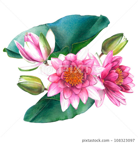 Watercolor flowers painting, floral bouquet illustration with pink water lilies and green leaves. Isolated on white background. For poster, greeting card, wedding design. Isolated on white background 108323097