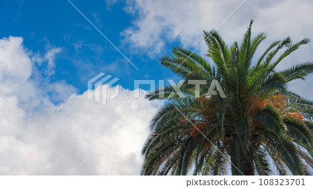 Palm tree against a dazzling sky with large white clouds Palm tree against a dazzling sky with large white clouds 108323701