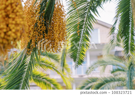 Clusters of dates hanging on palm branches among green foliage Clusters of dates hanging on palm branches among green foliage 108323721